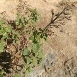 Teucrium flavum Blatt