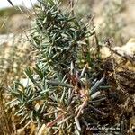 Helianthemum syriacum 叶