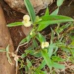 Commelina africana Virág