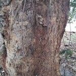 Ficus glumosa Bark