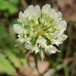 Trifolium nigrescens Flower