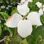 Cornus kousaFlower