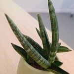 Dracaena stuckyi Blatt