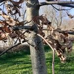 Quercus palustris Rinde