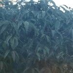 Potamogeton × angustifolius Leaf