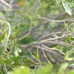 Morella quercifolia