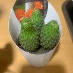 Rebutia minuscula Yaprak