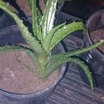 Aloe dorotheaeLeaf