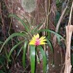 Vriesea carinata Λουλούδι