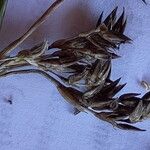 Juncus balticus Fruit