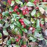 Gaultheria procumbens Plod