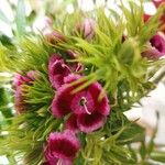 Dianthus barbatus Blomma