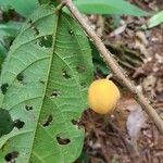 Mortoniodendron cauliflorum Owoc