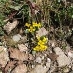 Barbarea rupicola Flor