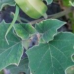 Datura discolor Ліст