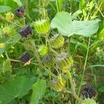 Abutilon theophrasti फल