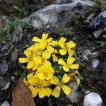 Morisia monanthos Flower