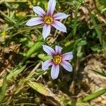 Sisyrinchium rosulatum 花