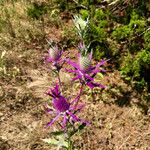 Eryngium leavenworthii 花