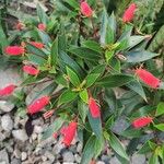 Seemannia sylvatica Flower