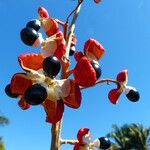 Paullinia elegans Fruit