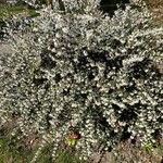Osmanthus delavayi Alkat (teljes növény)