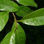 Pouteria izabalensis Leaf
