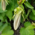 Campanula punctata autre