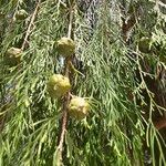 Cupressus pendula Frucht