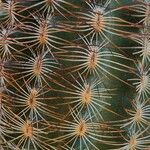 Echinocereus reichenbachii Leaf