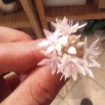 Allium amplectens Flower
