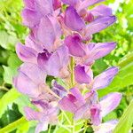 Wisteria frutescens Flor