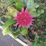 Aechmea fasciata Цвят