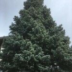 Abies concolor Облик