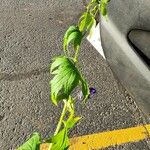 Aconitum columbianum Hoja