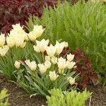 Tulipa linifolia Fiore