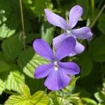 Viola cornuta Flower