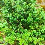 Buxus sinica Hoja