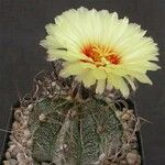 Astrophytum capricorne Tervik taim