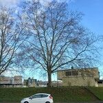 Platanus × hispanica Habitat