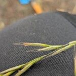 Helictochloa bromoides Fula