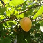 Prunus armeniaca Fruit