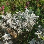 Artemisia stelleriana Fuelha