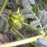 Tribulus terrestris Frucht