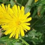 Crepis setosa Flor