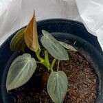 Philodendron melanochrysum পাতা