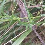 Stellaria graminea Blatt