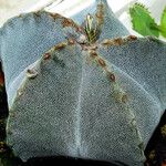Astrophytum myriostigma Habitat