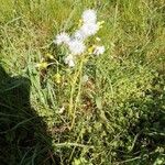 Senecio vulgarisFlor