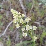 Toxicoscordion paniculatum 花